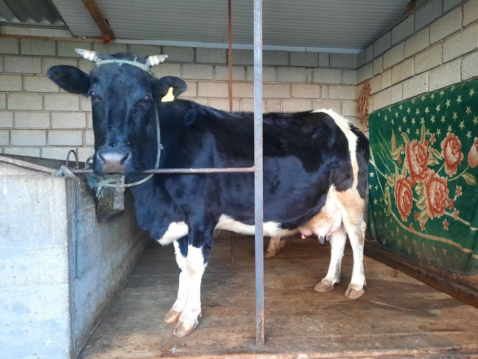 Бузаулы сиыр сатылады