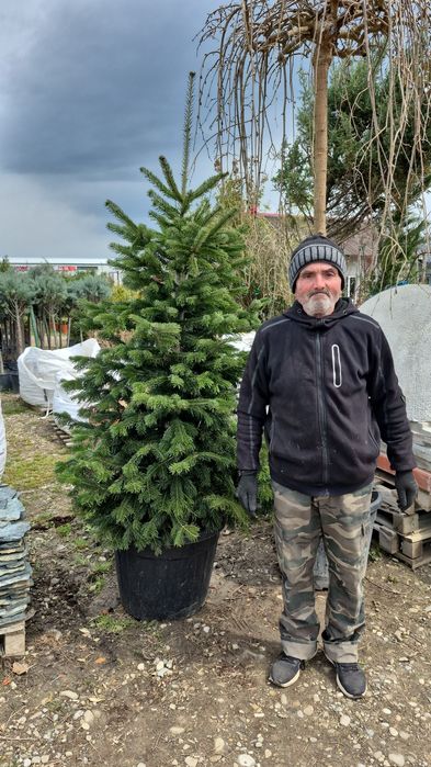 Magnolia  solangiana artar