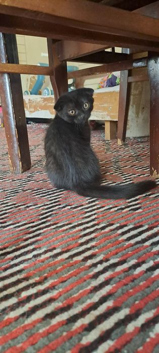 Mushuk bola zoti toza