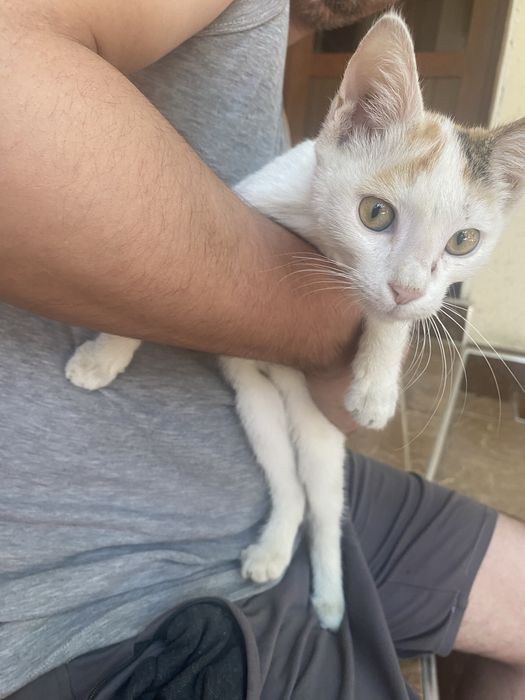 Отдам даром котенка