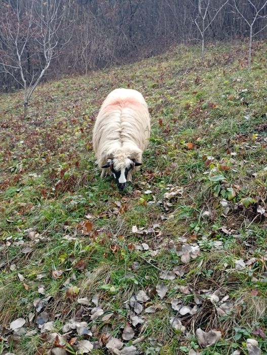 Oaie de 3 miei frumoasa