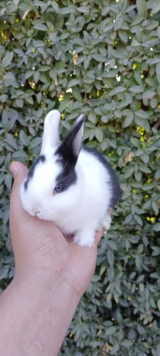 Дикаративный карликовый кролики