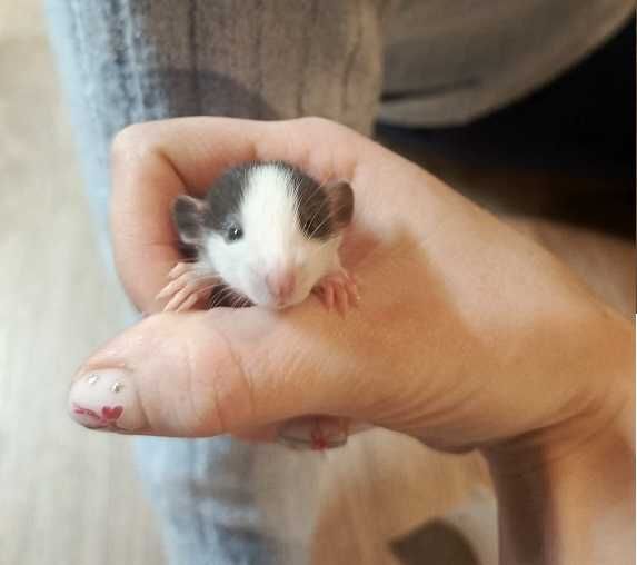 КрысЁнок Дамбо  Бодрум