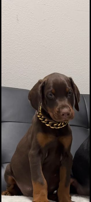 Pui doberman maro