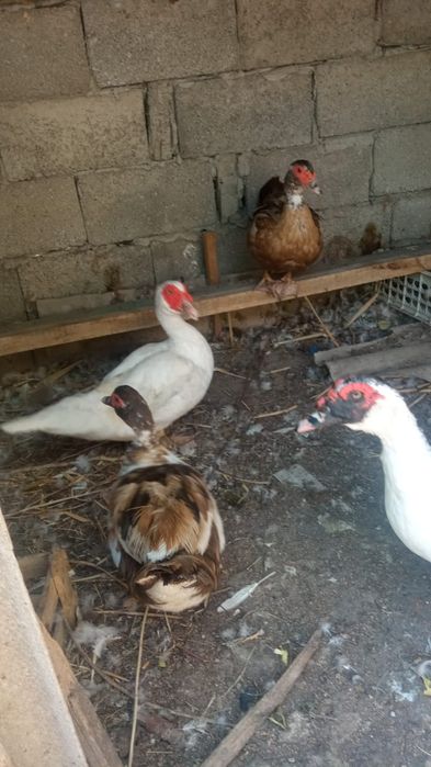 Утки и Шипуны . Домашние.