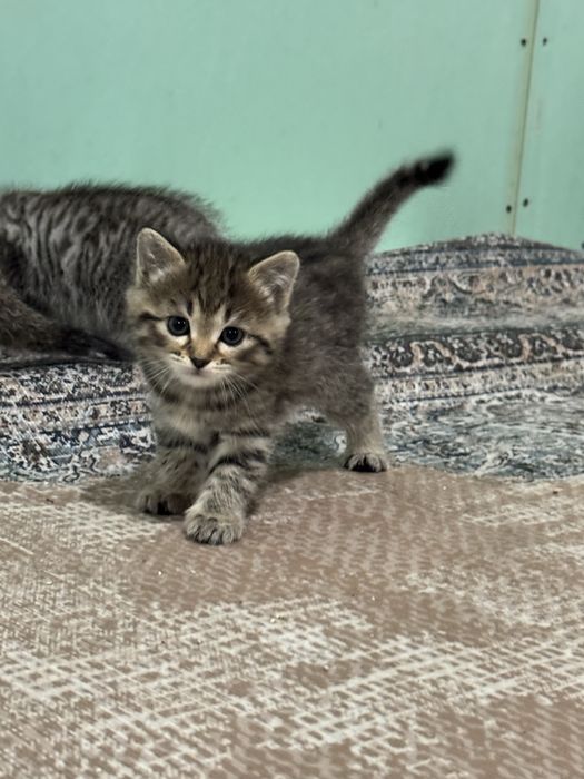 Плюшевые котята ищут дом