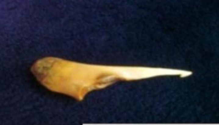 Шүмек шүмек шүмек