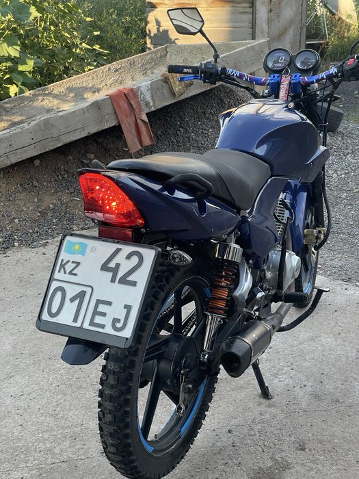 Racer tiger