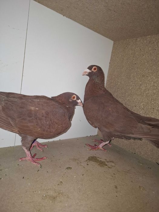 1 mascul  voltat indian și o pereche de voiajori