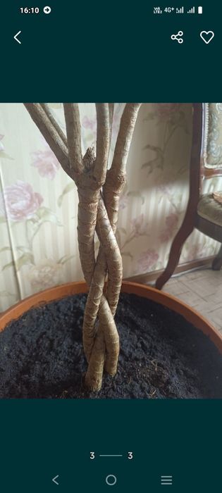 Драцена,продам, Пришахтинск