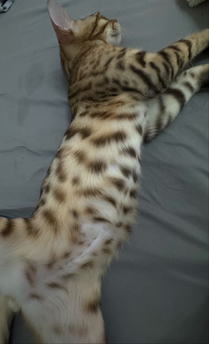 Бенгальский кот Шымкент