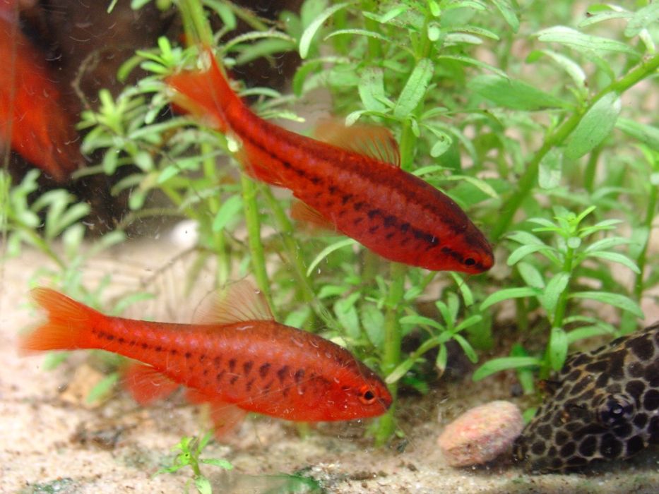 Вишневый барбус вуалевый
