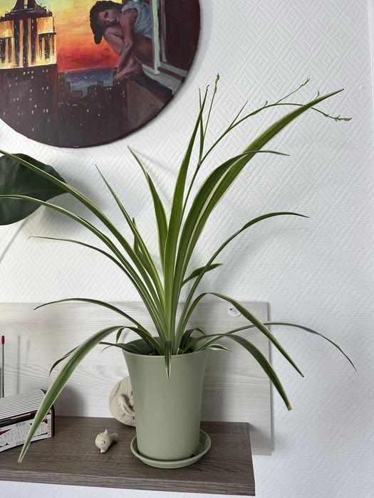 Хлорофитум Variegatum