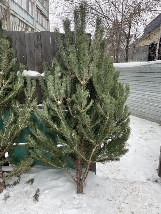 Елка , сосна , елки