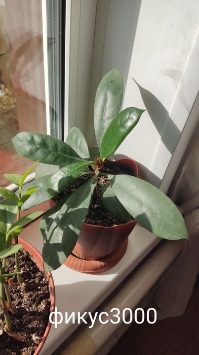 Продам комнатные цветы