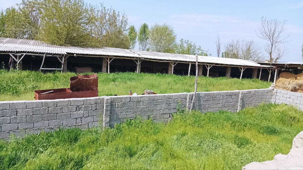 уй Янгийул Кора тепа 15 сотих +ферма