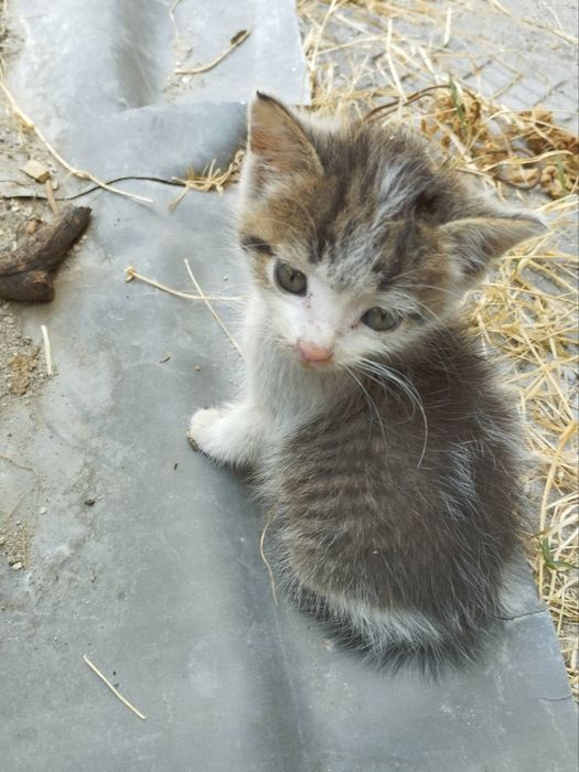 Коте порода Любов