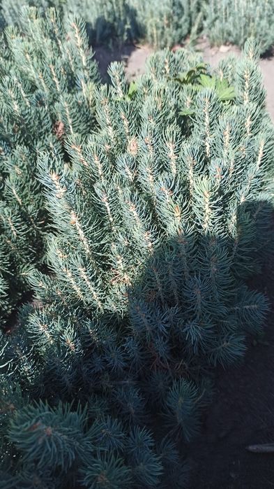 Галубая ель (Мовий оқ арча) Катта ку́чатлари ва  сенсалари сотилади!