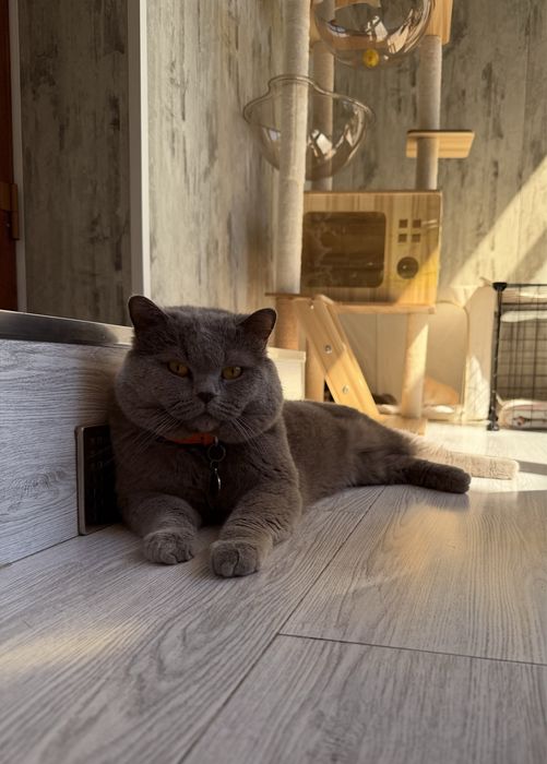 Кот на Вязку Британец