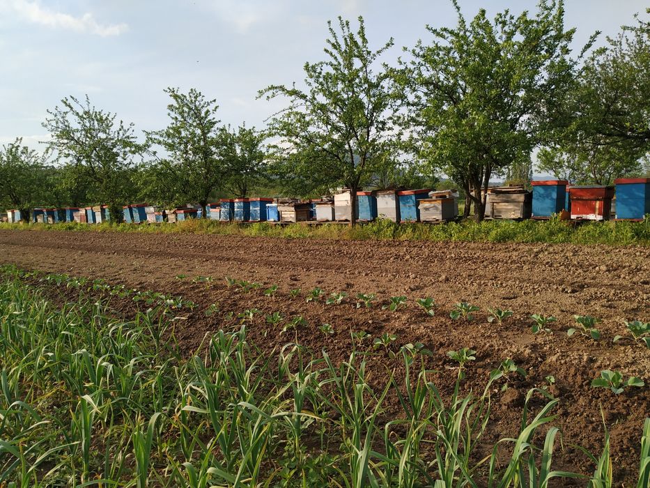 Vând familii de albine la alegere – 50 lei/rama