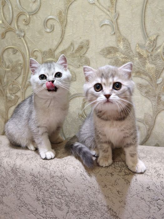 Шотландские котята