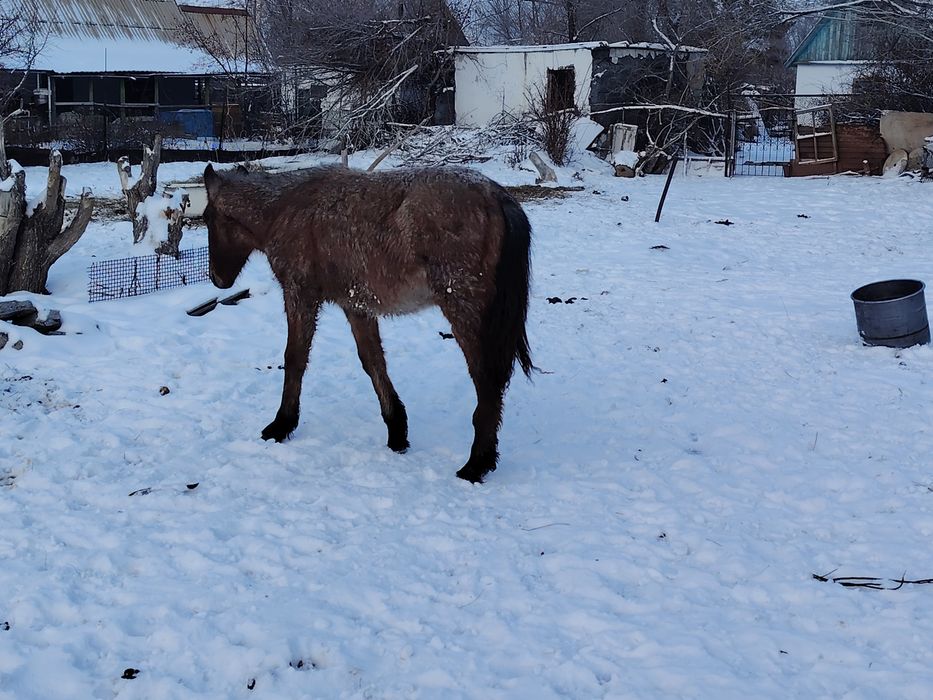 Жабағы сатылады. Еркек