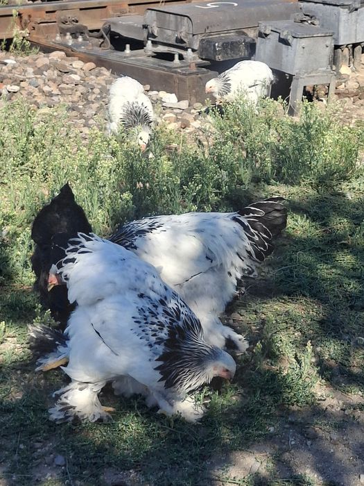 Pui brahma de vânzare