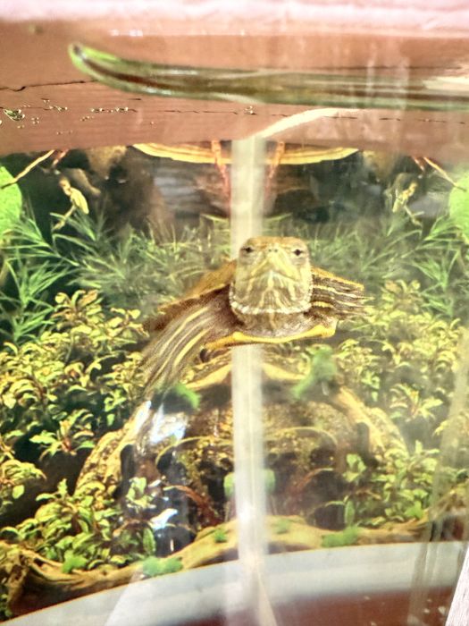 Черепахи кросноухие