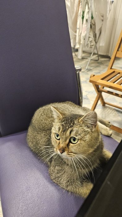 Отдам в добрые руки