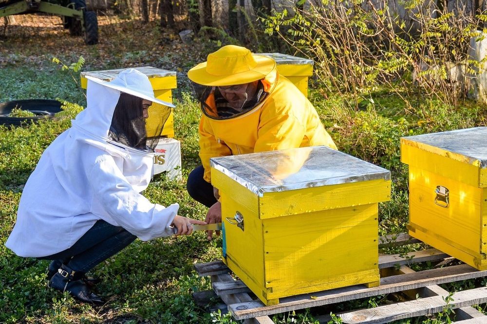 Familii albine la alegere!