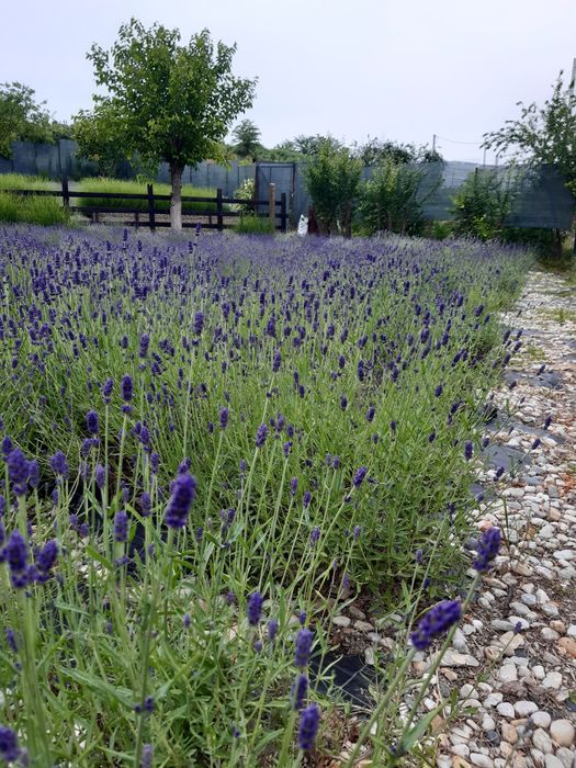 Vindem lavanda, productia 2025