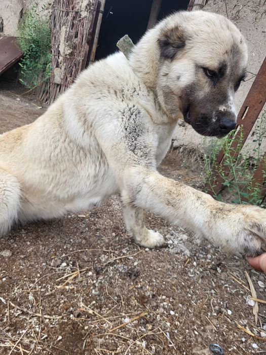 Тәуір Алабай ит сатылады.