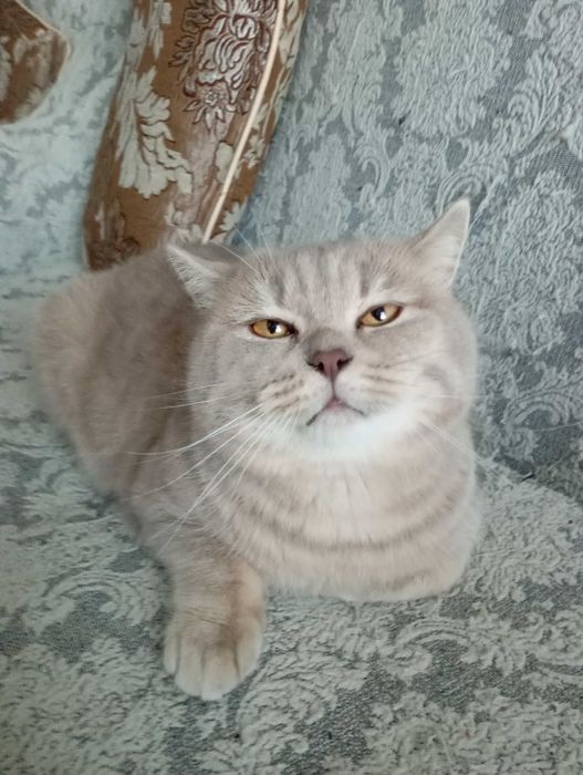 Отдам котика  британец