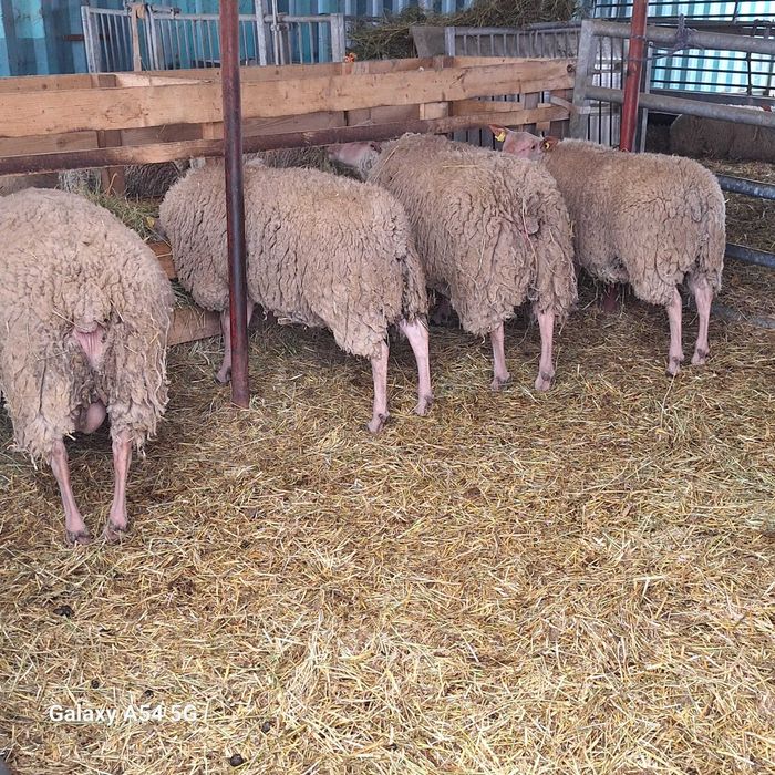 Berbeci Rouge de l`Ouest