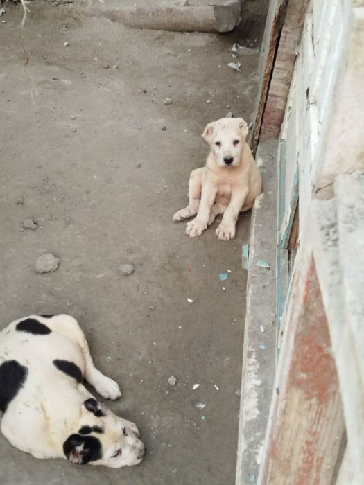 alabay bolalari sotiladi 40 kunlik