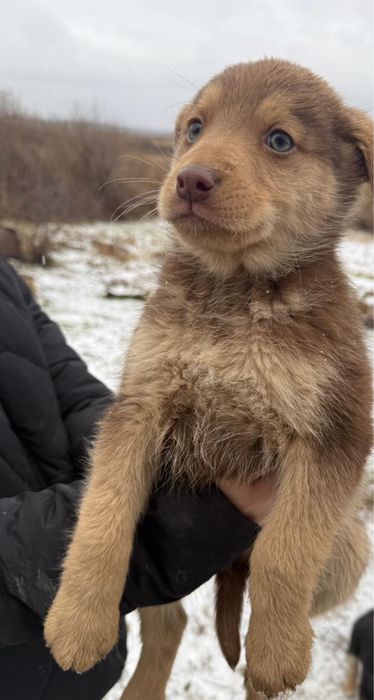 Отдам щенят бесплатно