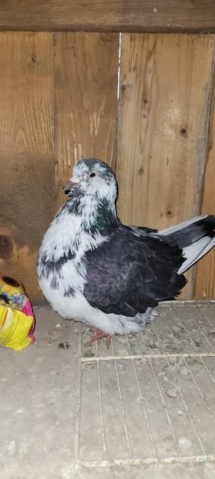 Vând Mondain francez