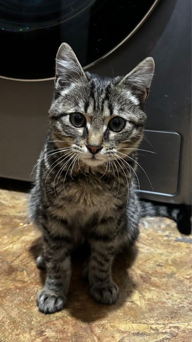 Отдадим в добрые руки, 6 масяцев, мальчик