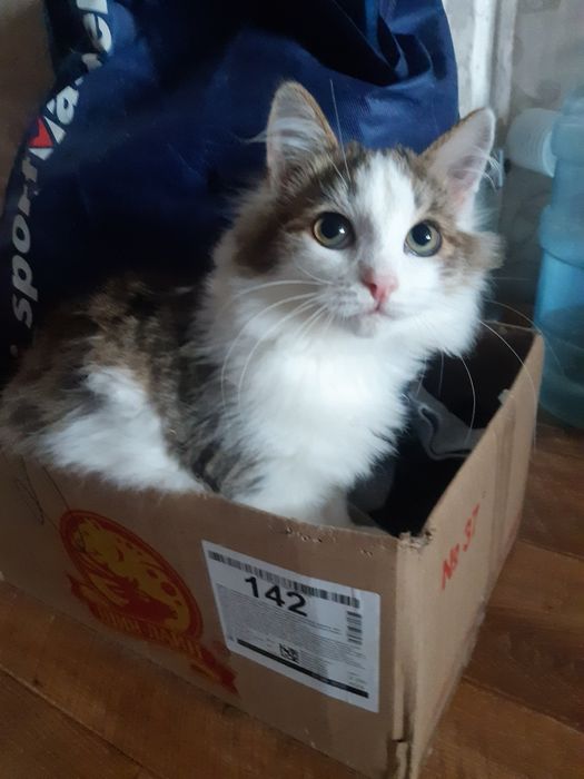 Кошек стерилизованых в ДОБРЫЕ руки!