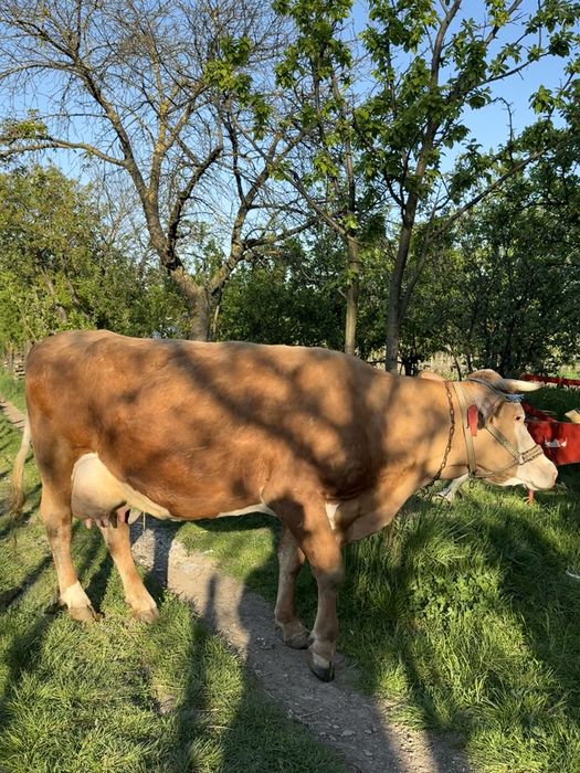 Vaca de rasa Baltata Romaneasca Brahasesti • OLX.ro