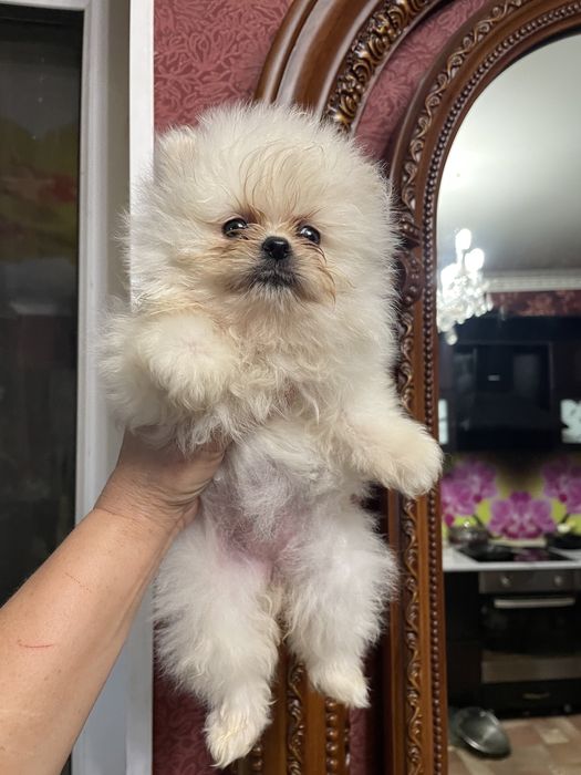 Щенки померанского шпица