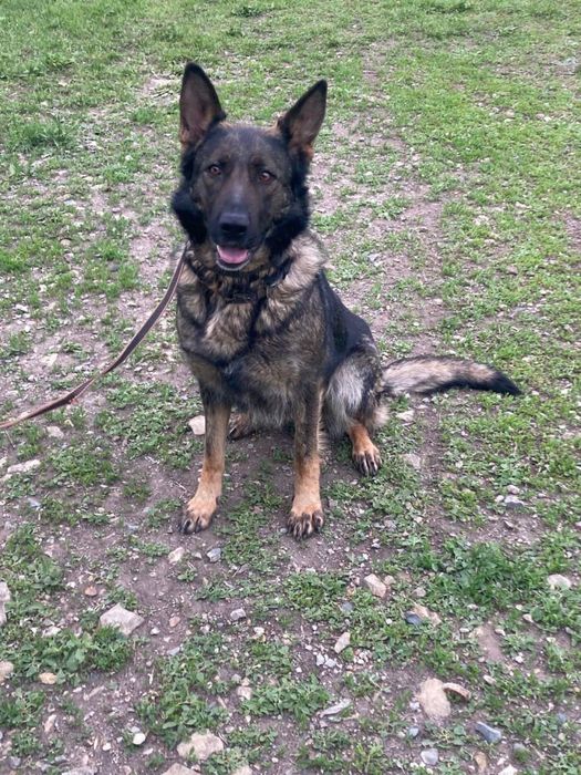 Немецкая овчарка