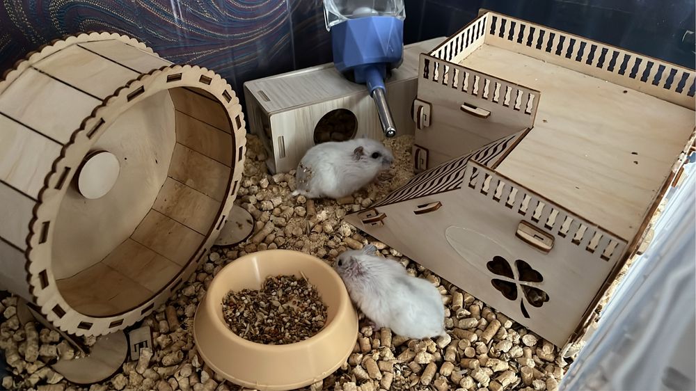 Продам хомяков. Колесо, домик, всё остальное вместе