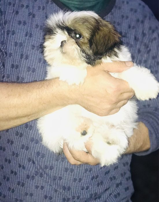 Лучшие Ши-тцу малыши