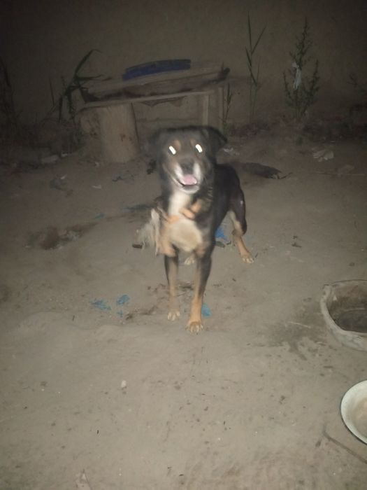 It sotiladi yuvosh it