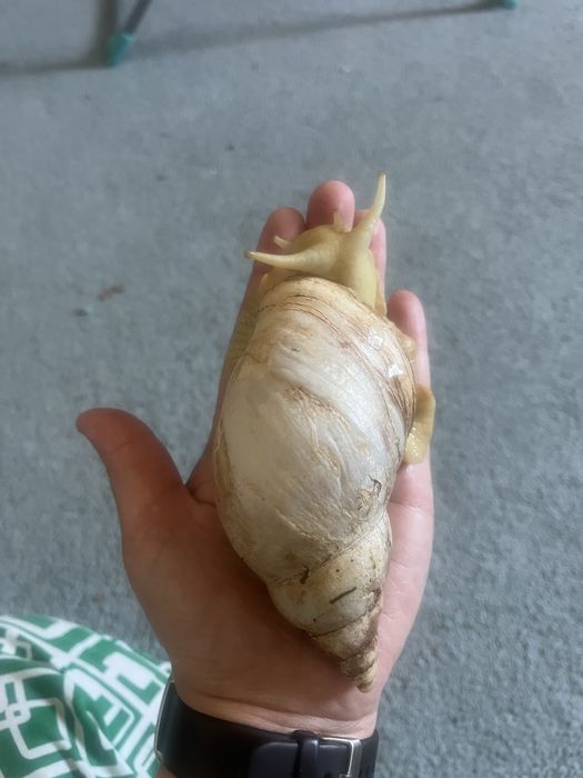 Продам улитку ахатина