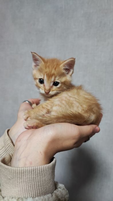 Котята ищут семью