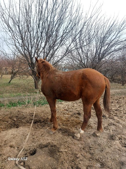 Айғыр сатылады..