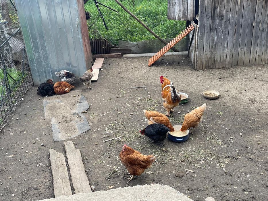 Vând familie de 8 găini si 1 cocos de casa