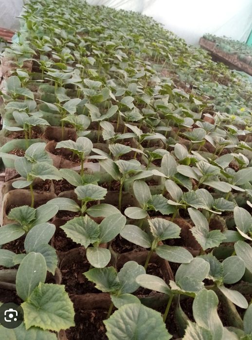 Рассада огурцов 15 сортов домашняя рассада,